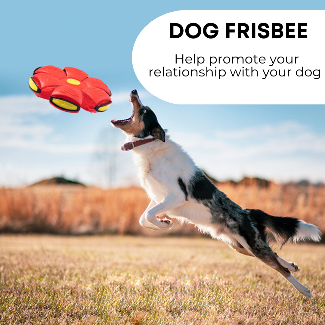 HAPPY PAWS Dog Frisbee